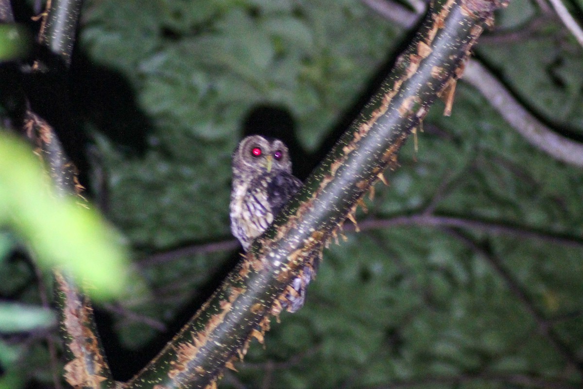 Mottled Owl - ML645574822