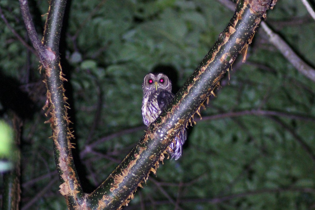 Mottled Owl - ML645574823