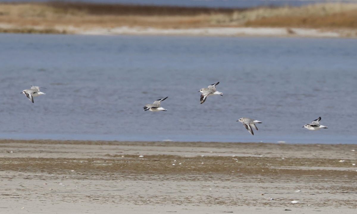 Black-bellied Plover - ML645574827