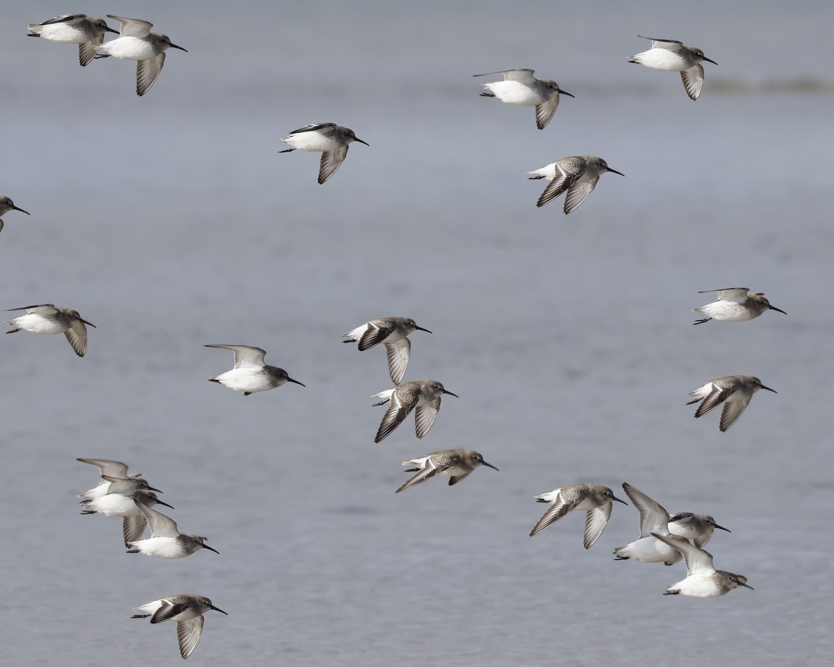 Dunlin - ML645574834