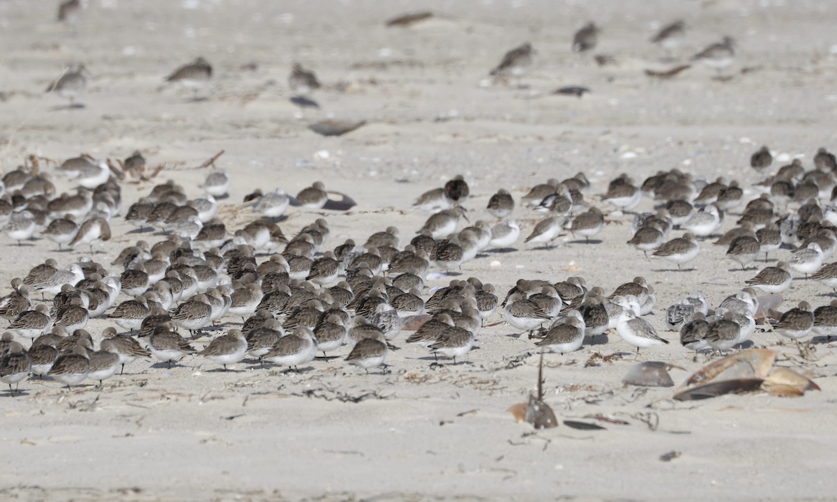 Dunlin - ML645574835