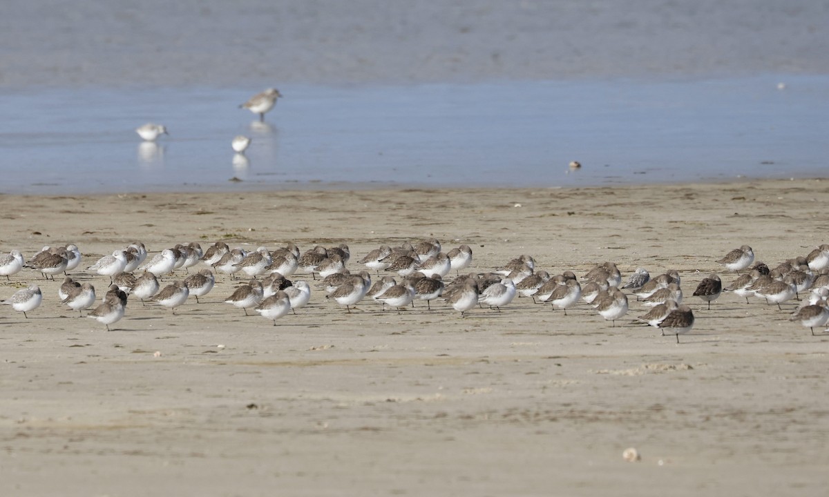 Dunlin - ML645574836