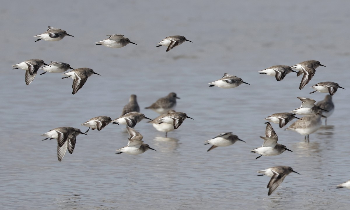 Dunlin - ML645574837