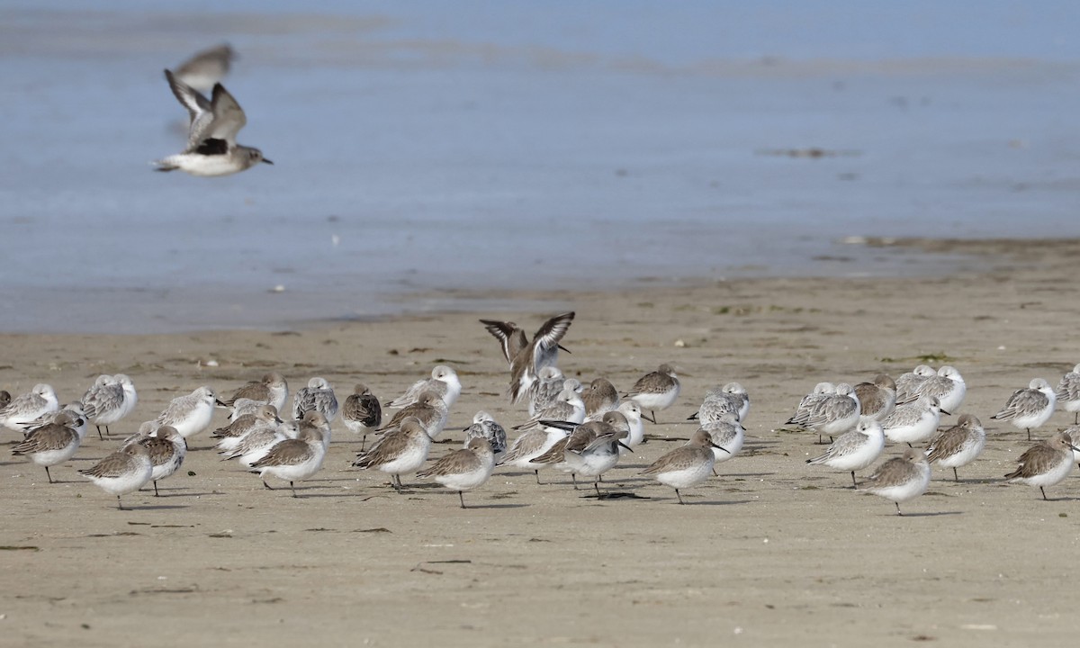 Sanderling - ML645574838