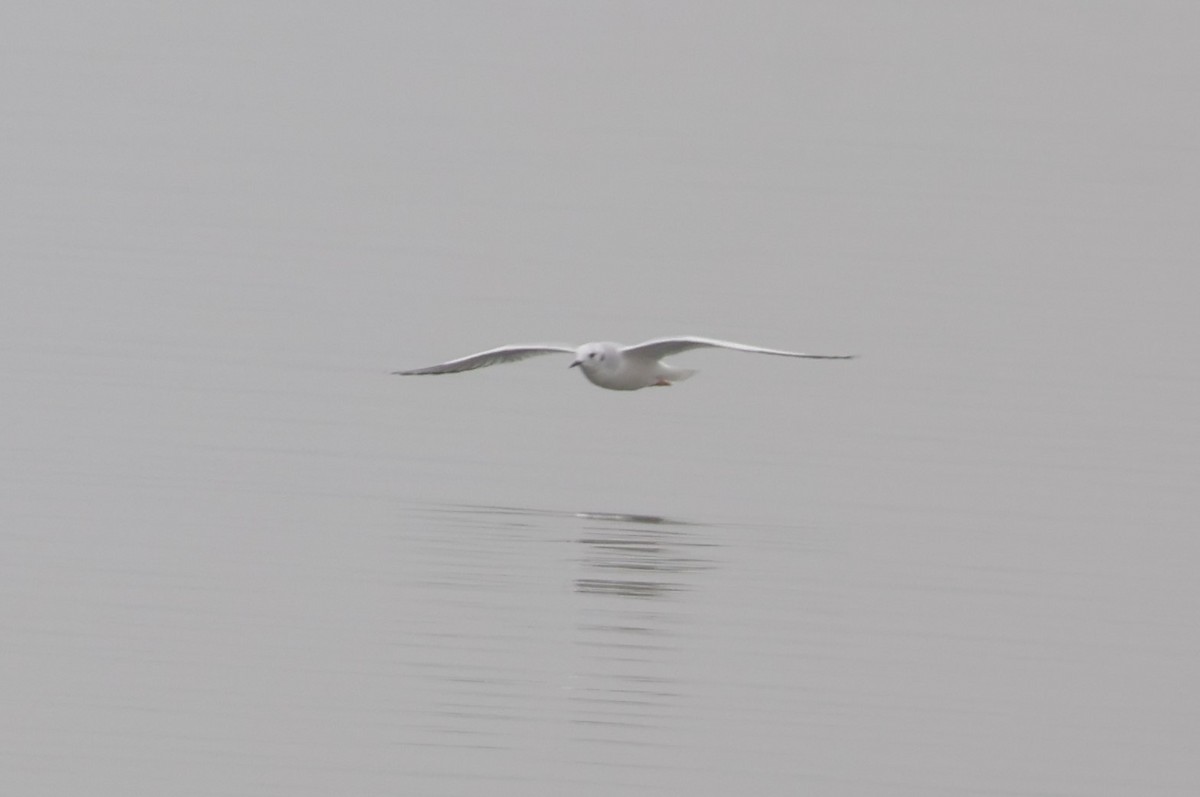 Bonaparte's Gull - ML645574847