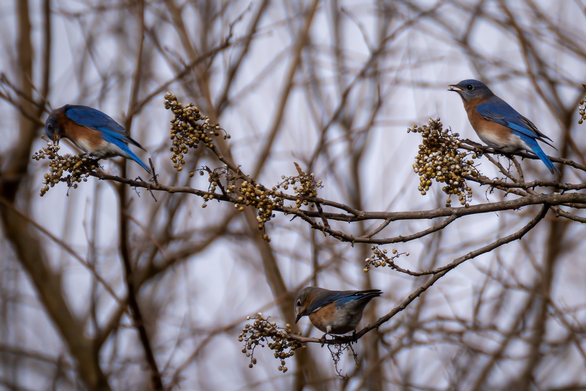 Eastern Bluebird - ML645574849