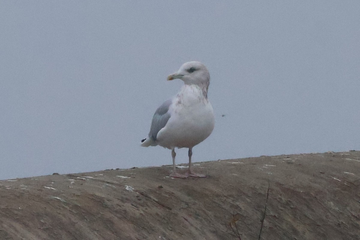 American Herring Gull - ML645574853
