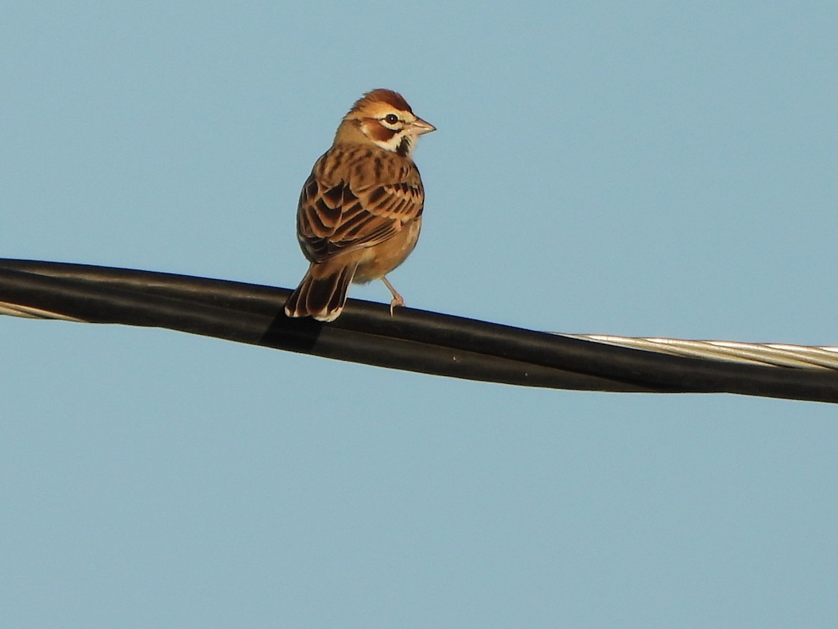 Lark Sparrow - ML645574856