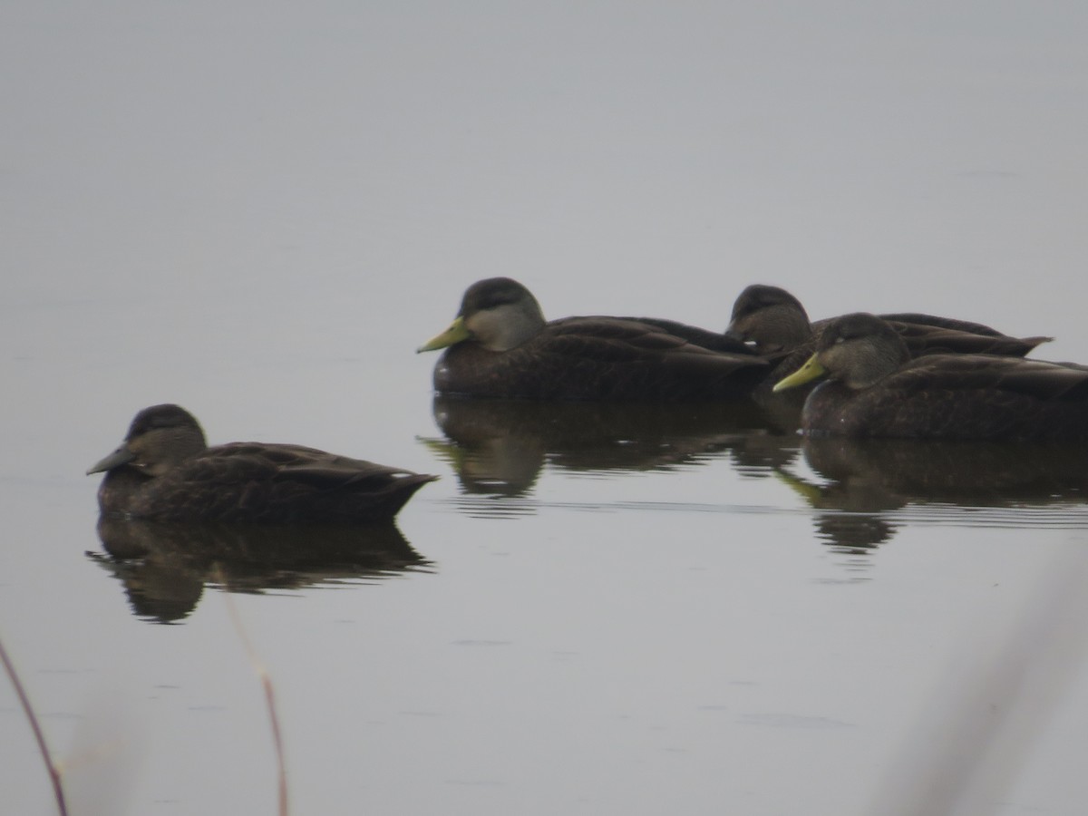 American Black Duck - ML645574861