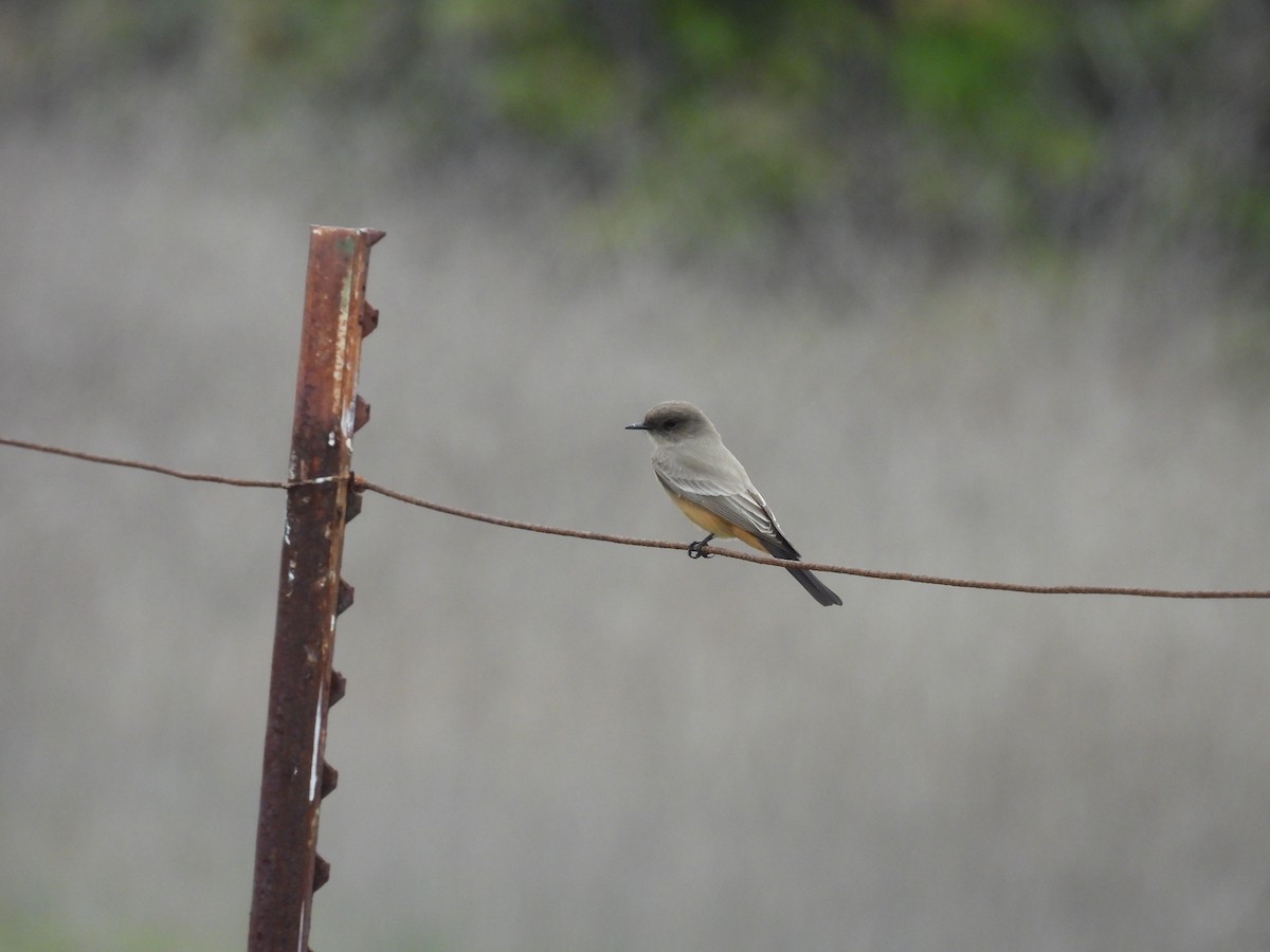 Say's Phoebe - ML645574862