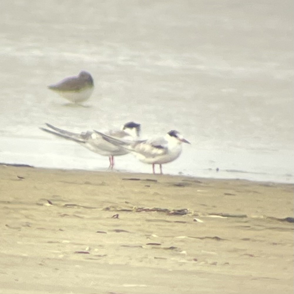 Common Tern - ML645574870