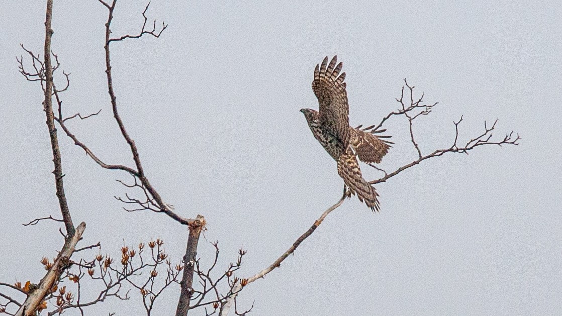 American Goshawk - ML645574874