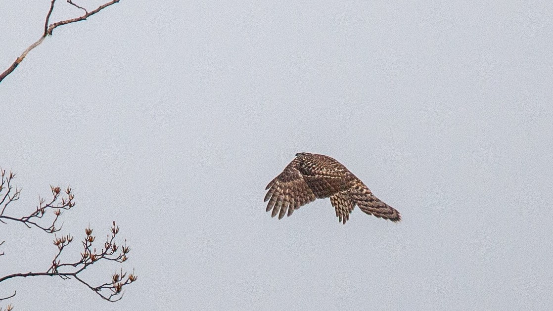 American Goshawk - ML645574875