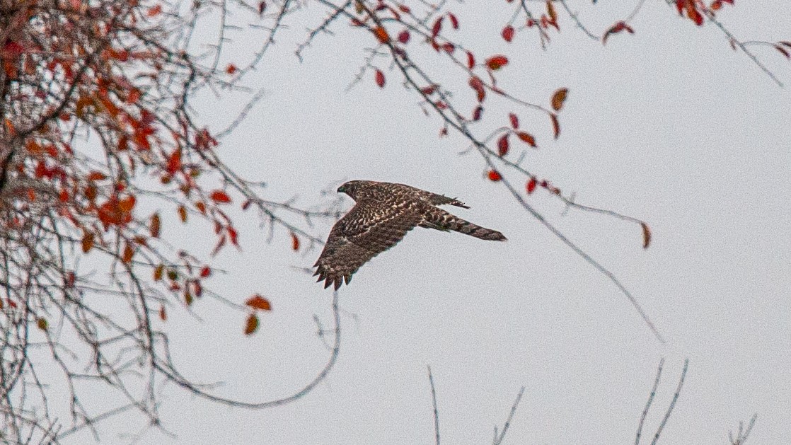 American Goshawk - ML645574876