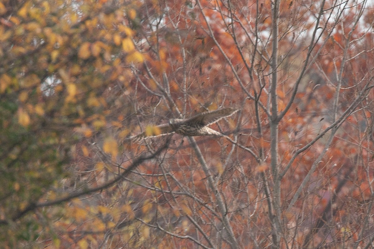 American Goshawk - ML645574877
