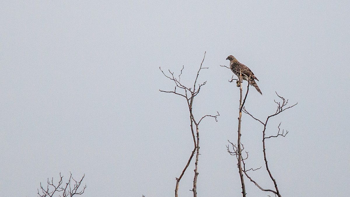 American Goshawk - ML645574878