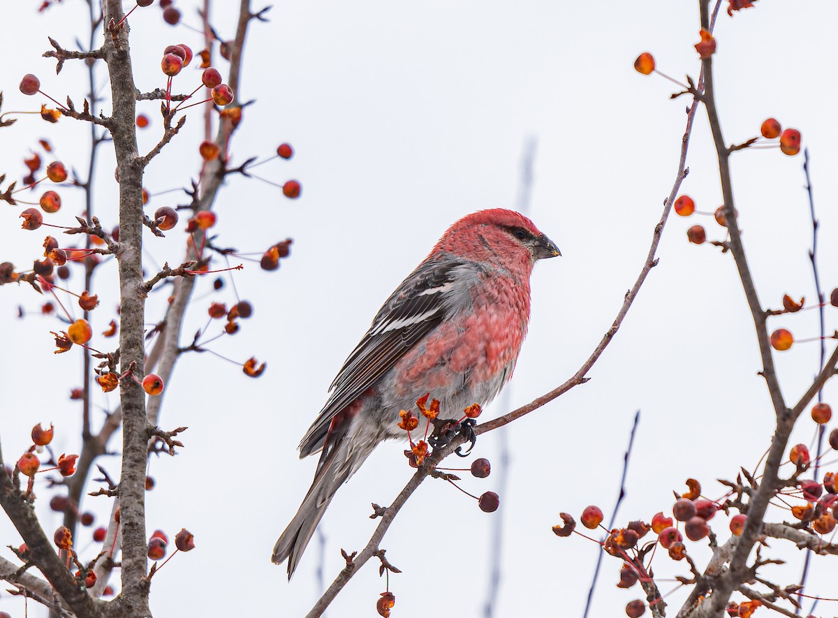 Hakengimpel - ML645574882