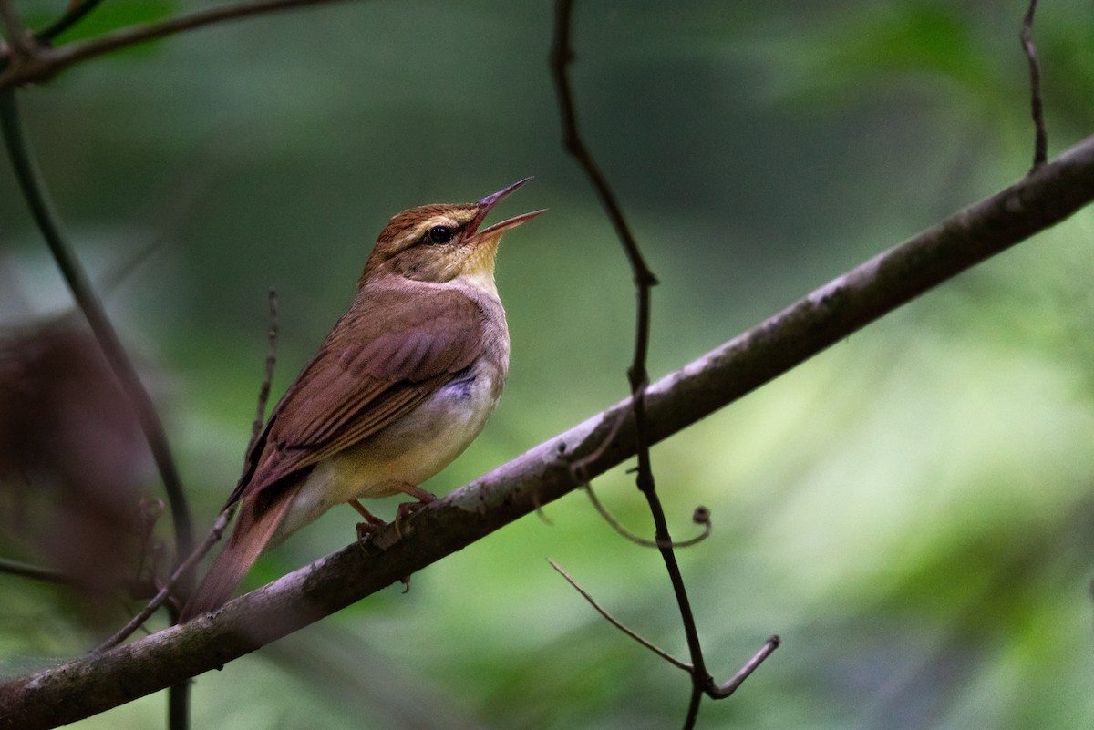 Swainson's Warbler - ML645574884