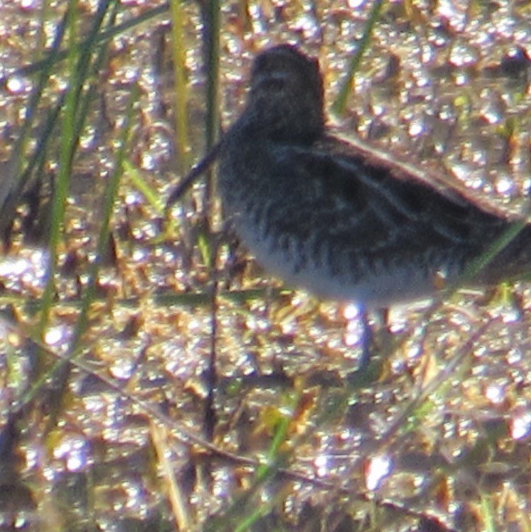 Wilson's Snipe - ML645574887