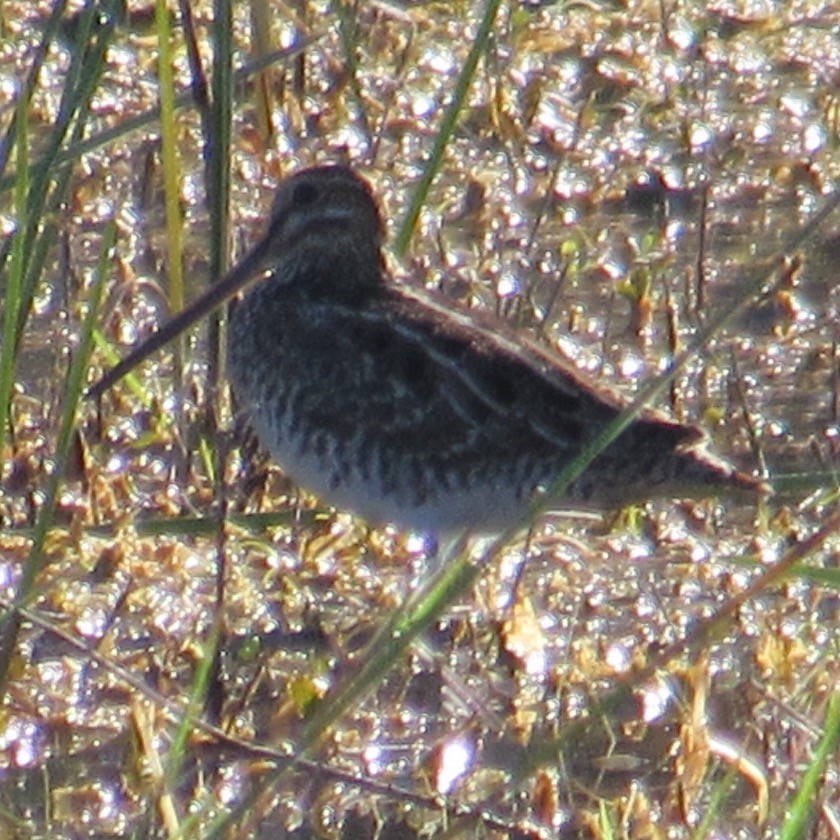 Wilson's Snipe - ML645574888
