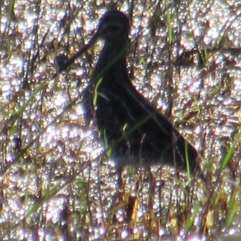 Wilson's Snipe - ML645574889