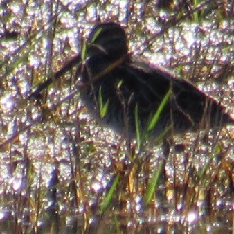 Wilson's Snipe - ML645574890