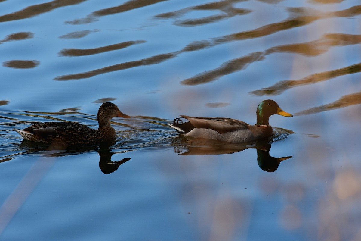 Germano reale - ML645574892