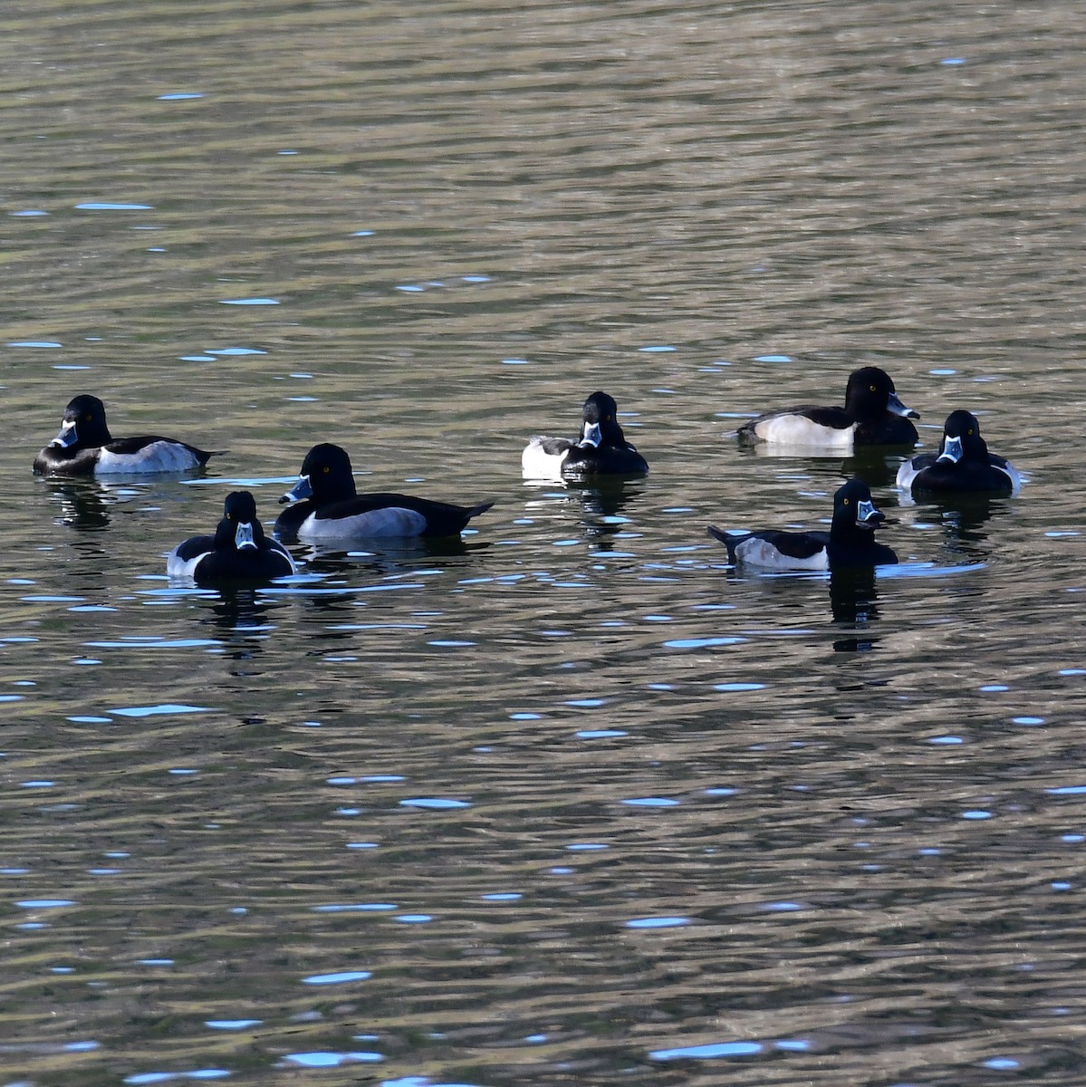 Moretta dal collare - ML645574896