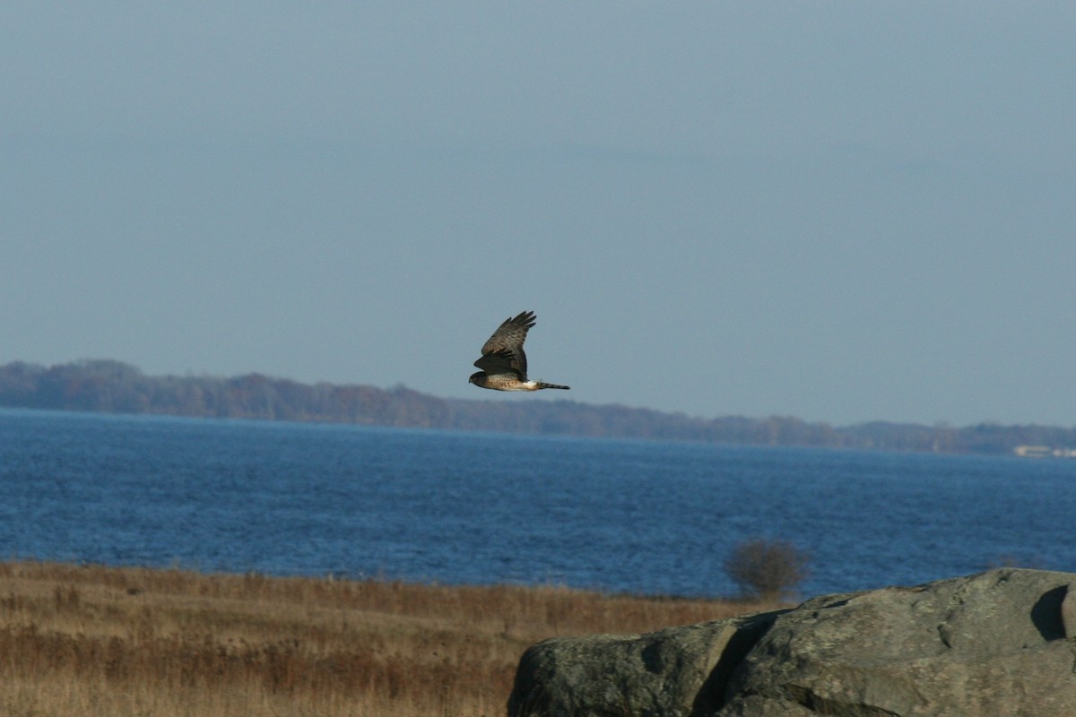 Mirotz zuri iparramerikarra - ML645574901