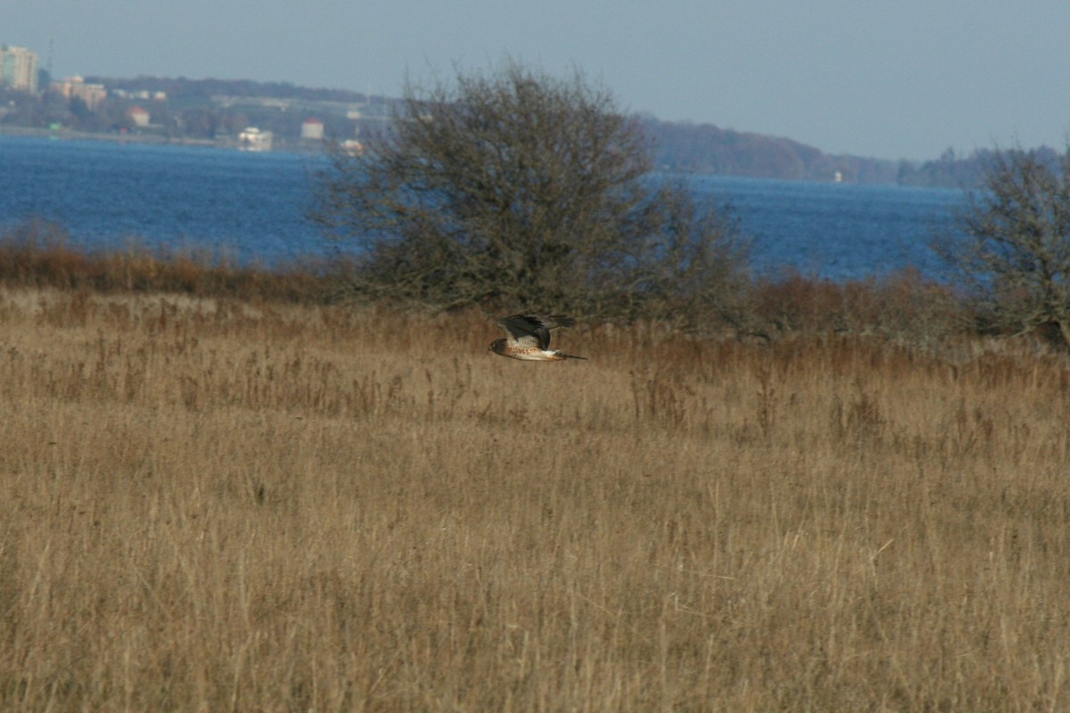 Mirotz zuri iparramerikarra - ML645574902