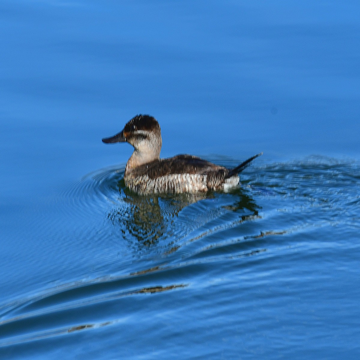 Gobbo della Giamaica - ML645574907