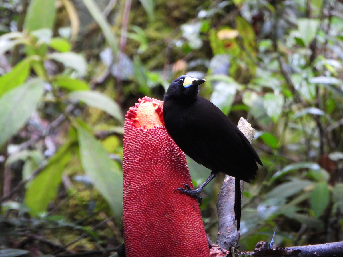 Long-tailed Paradigalla - ML645574911