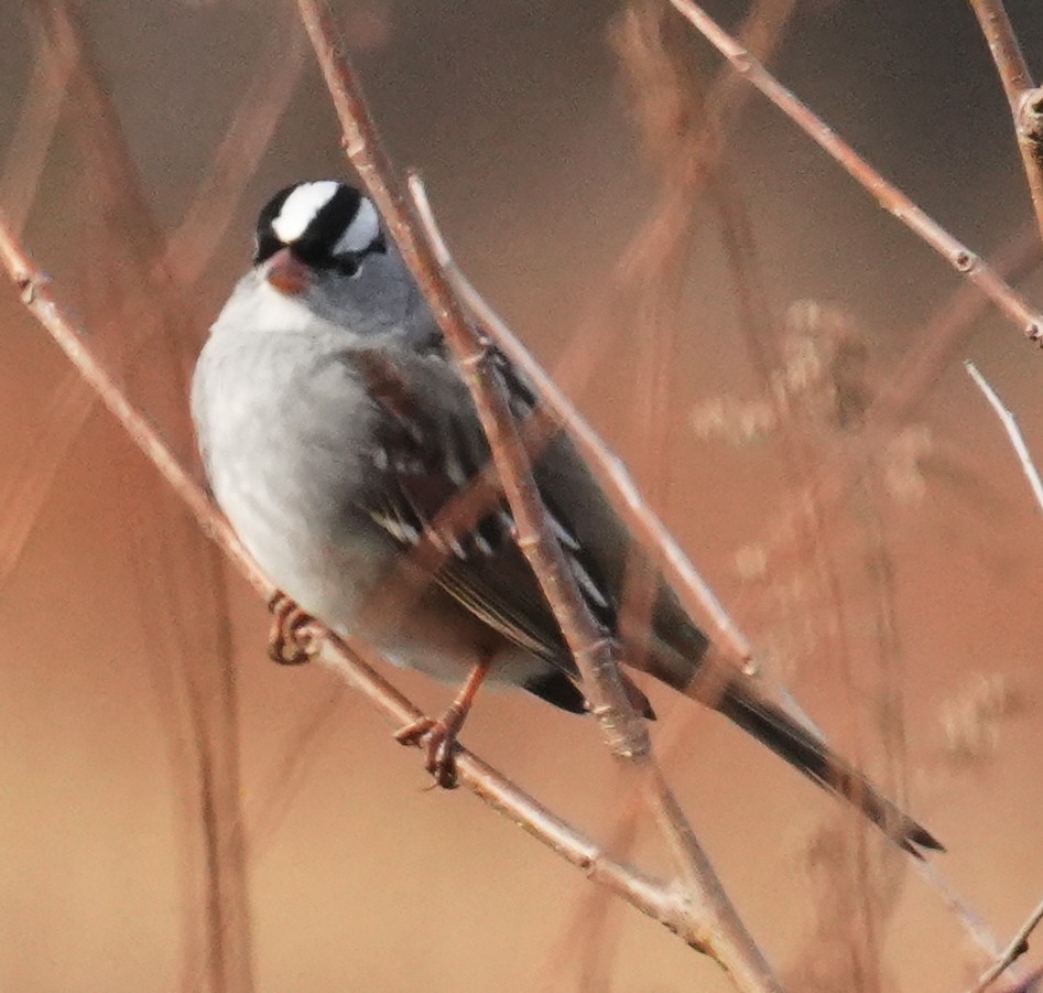 White-crowned Sparrow - ML645574916