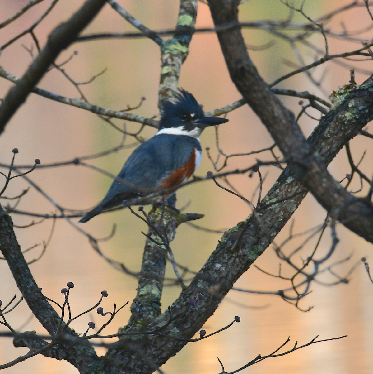 Belted Kingfisher - ML645574917