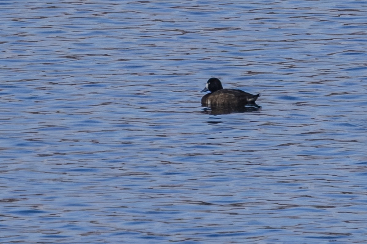 Морская чернеть - ML645574919