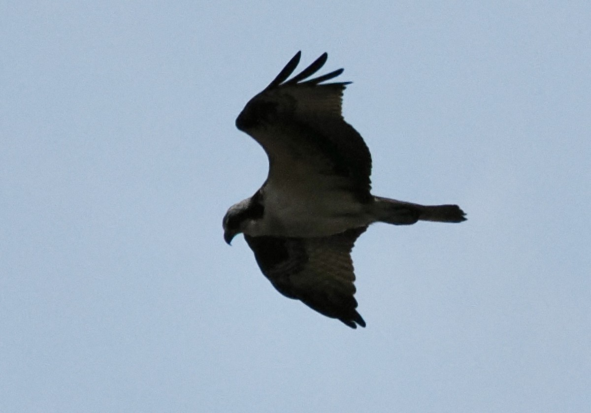 Osprey - ML645574920