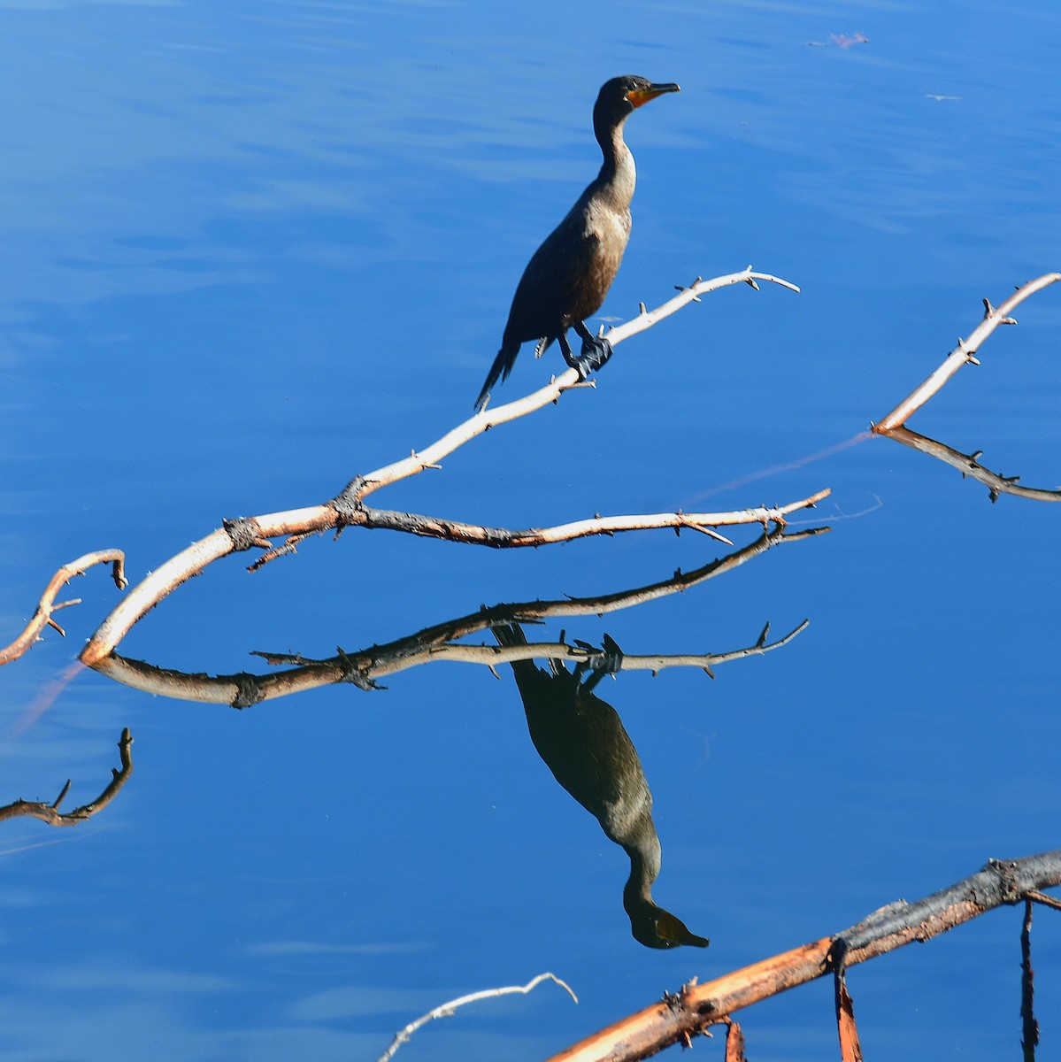Double-crested Cormorant - ML645574921