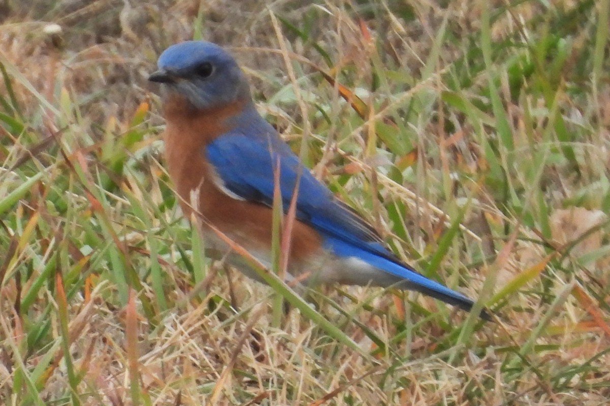 Eastern Bluebird - ML645574923