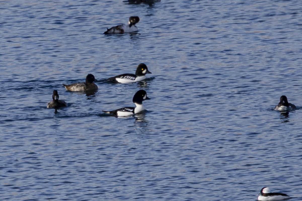 Barrow's Goldeneye - ML645574926