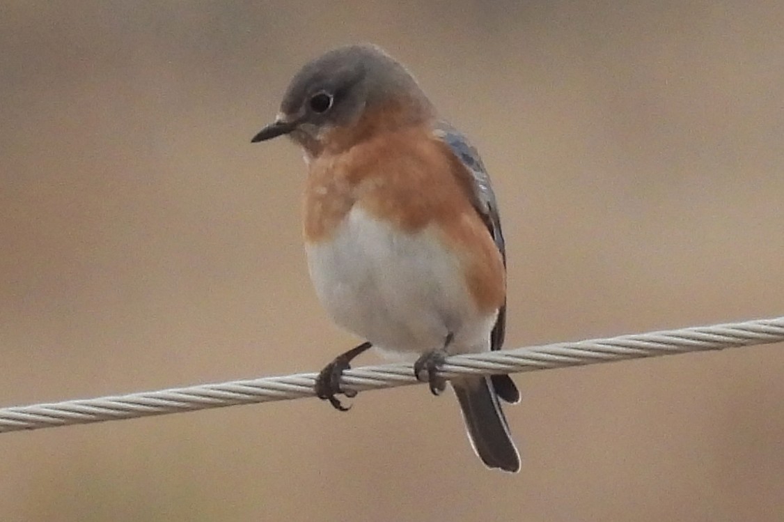Eastern Bluebird - ML645574933
