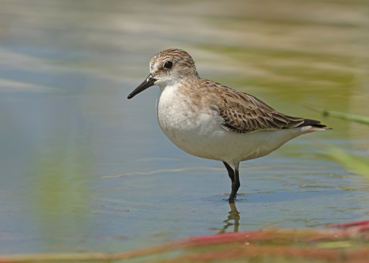 Red-necked Stint - ML645574939