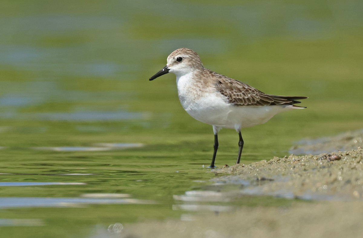 Red-necked Stint - ML645574940