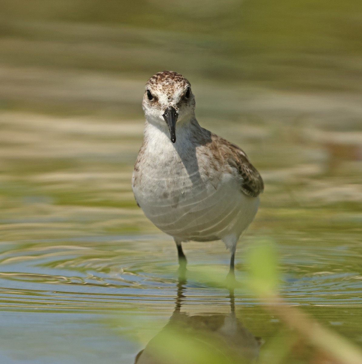 Red-necked Stint - ML645574941