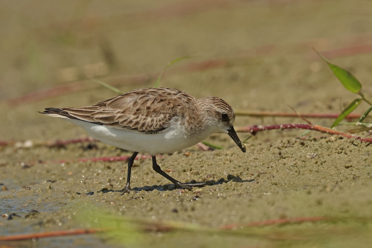 Red-necked Stint - ML645574942
