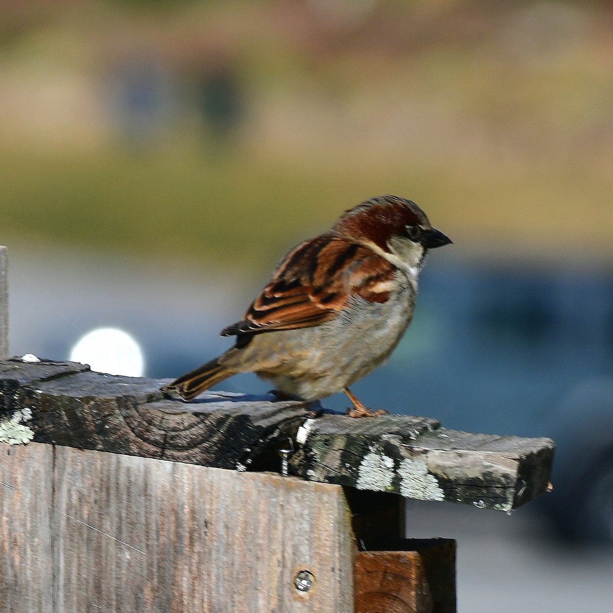 דרור הבית - ML645574946