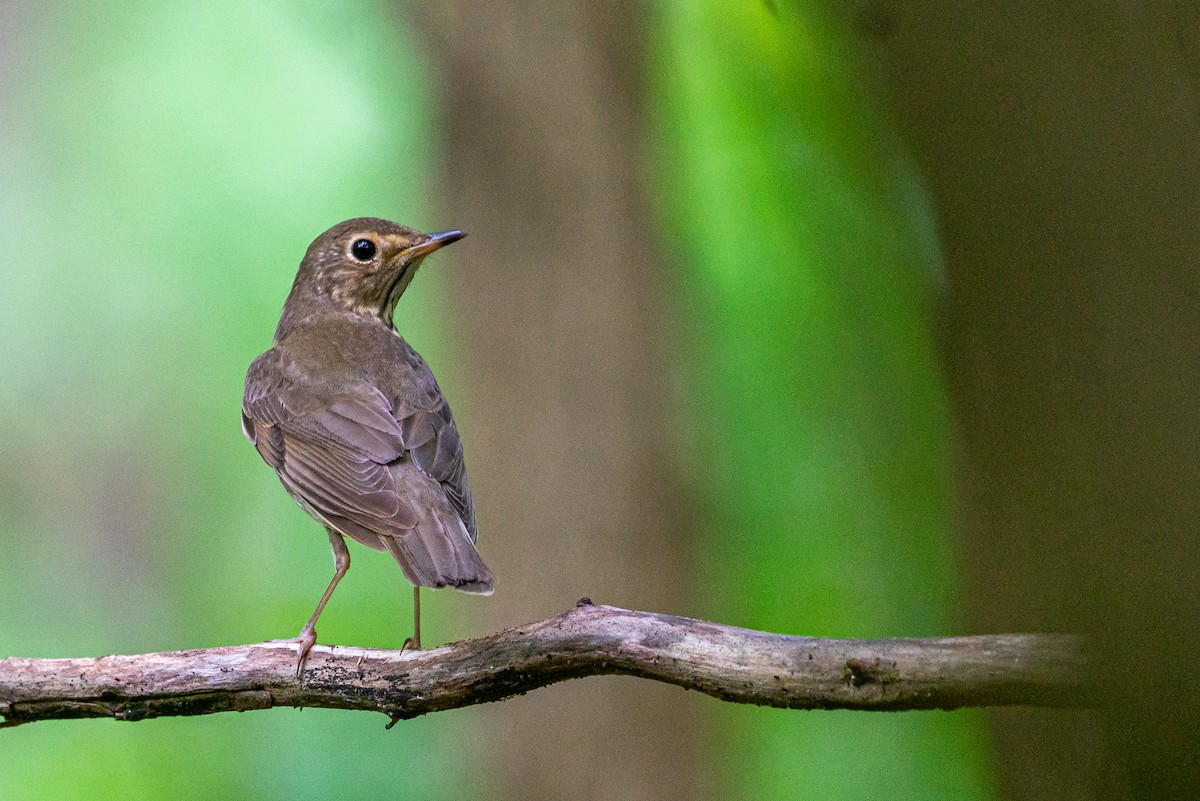 Swainson's Thrush - ML645574947