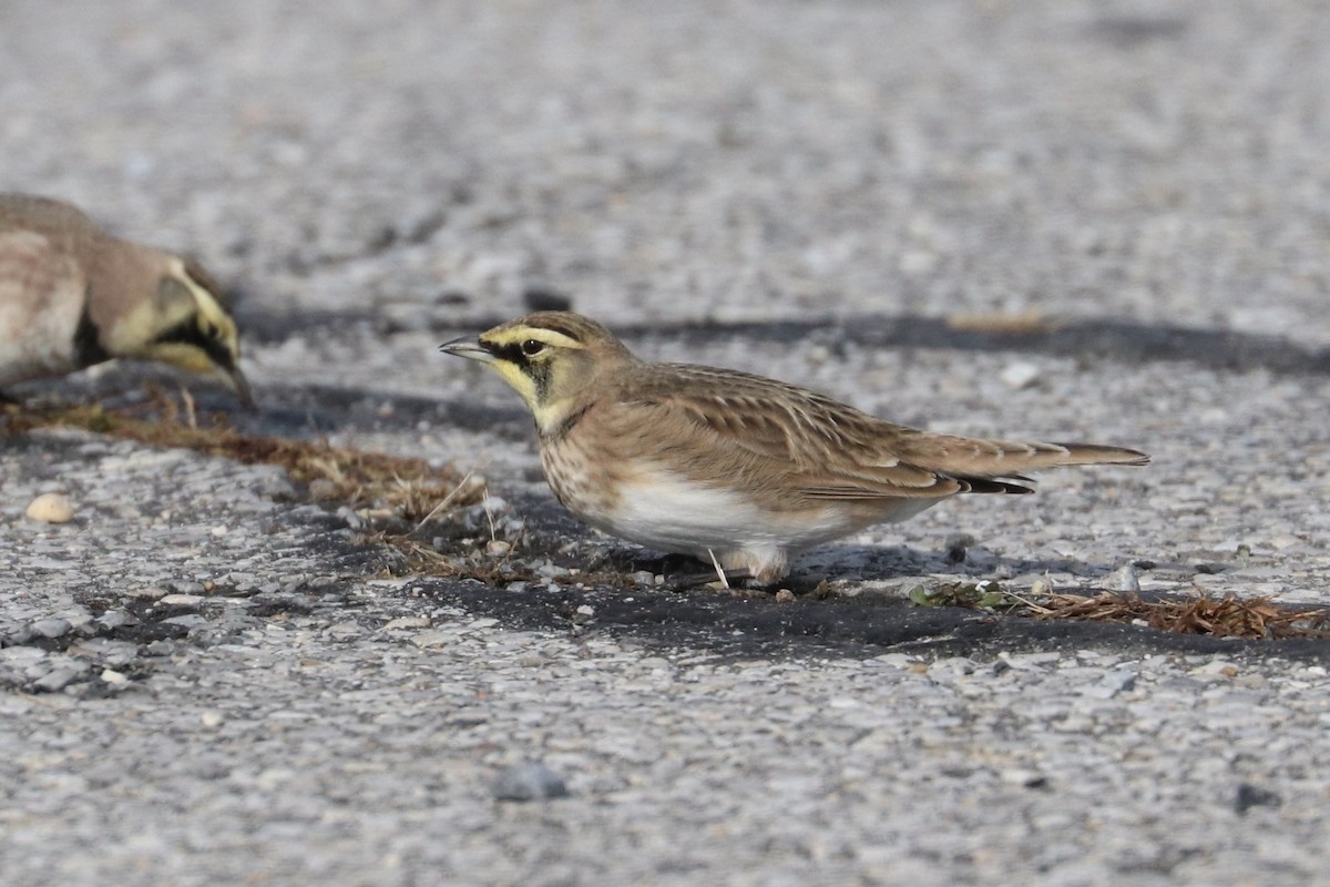 Alondra Cornuda - ML645574949