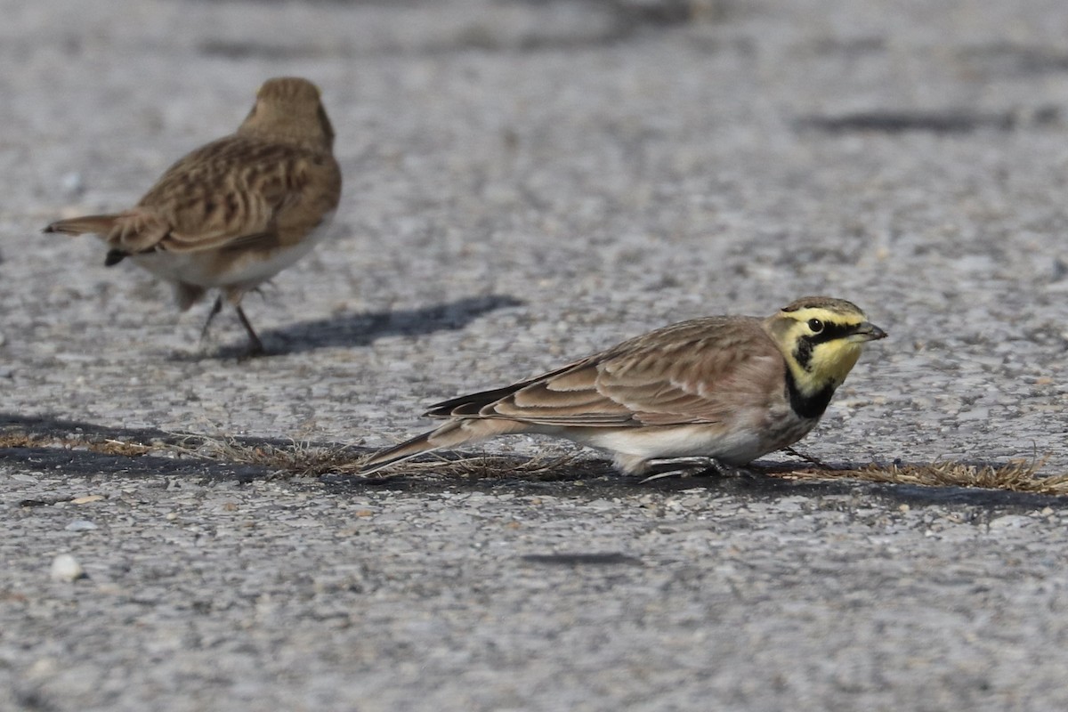 Alondra Cornuda - ML645574950