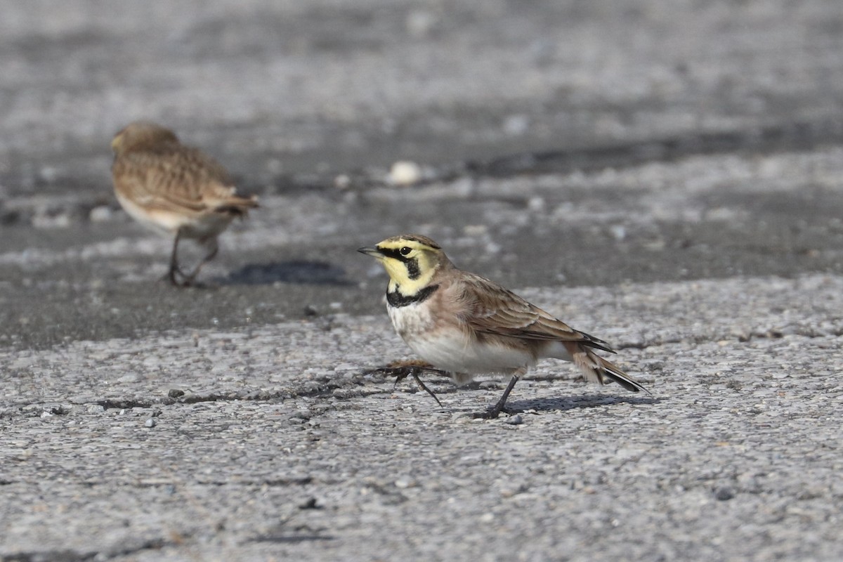 Alondra Cornuda - ML645574951