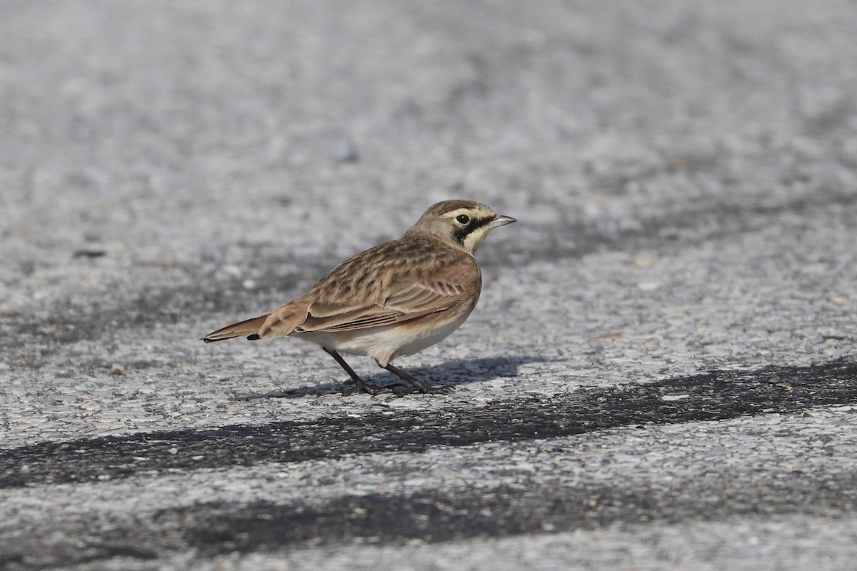 Alondra Cornuda - ML645574952